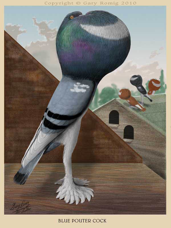 English Pouter English Pouter Pigeon by Gary Romig