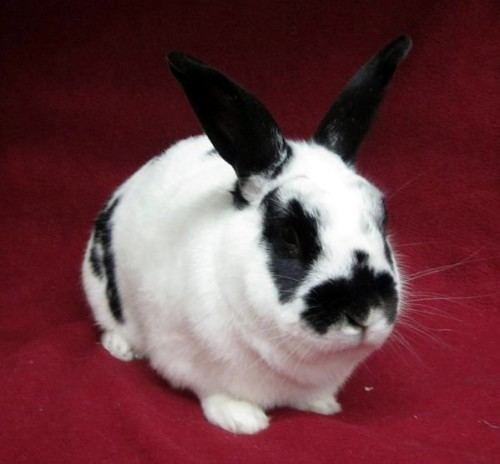 English Spot English Spot Rabbits USA Rabbit Breeders