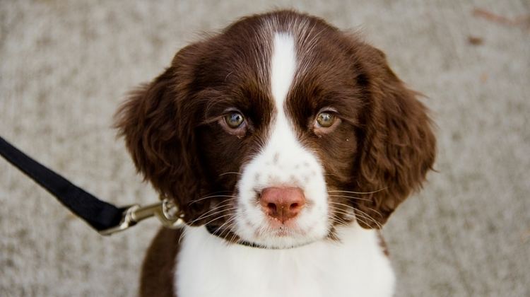 English Springer Spaniel The English Springer Spaniel The Happy Puppy Site