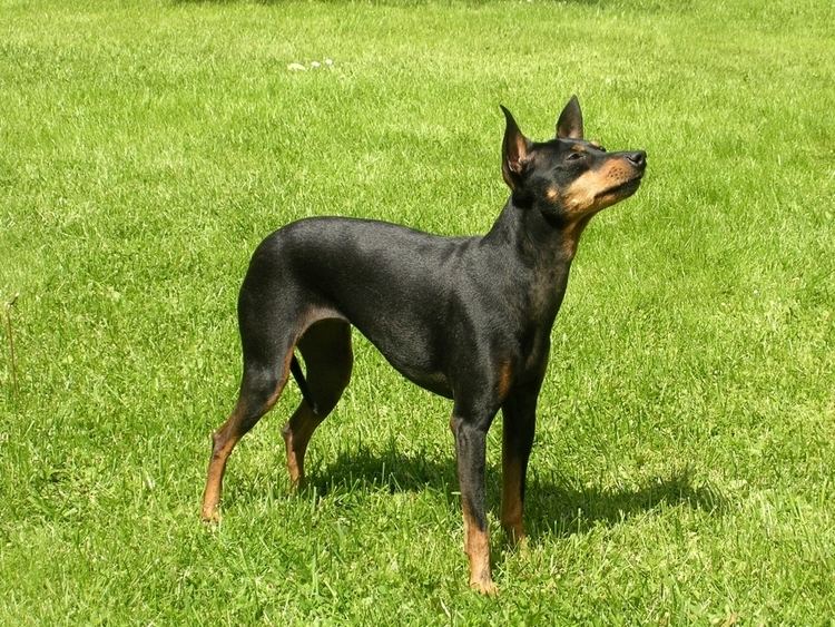 English Toy Terrier (Black & Tan) English Toy Terrier Black amp Tan Breed Guide Learn about the