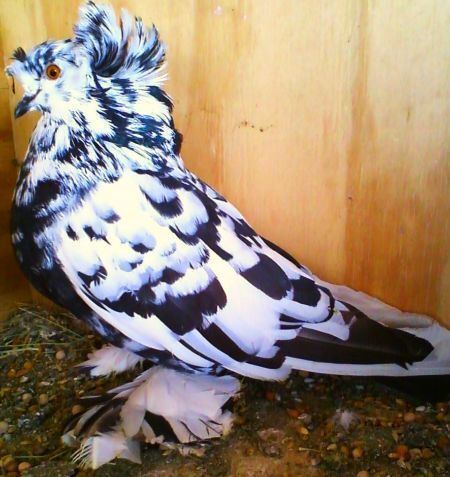 English Trumpeter English Trumpeter Pigeons For Sale