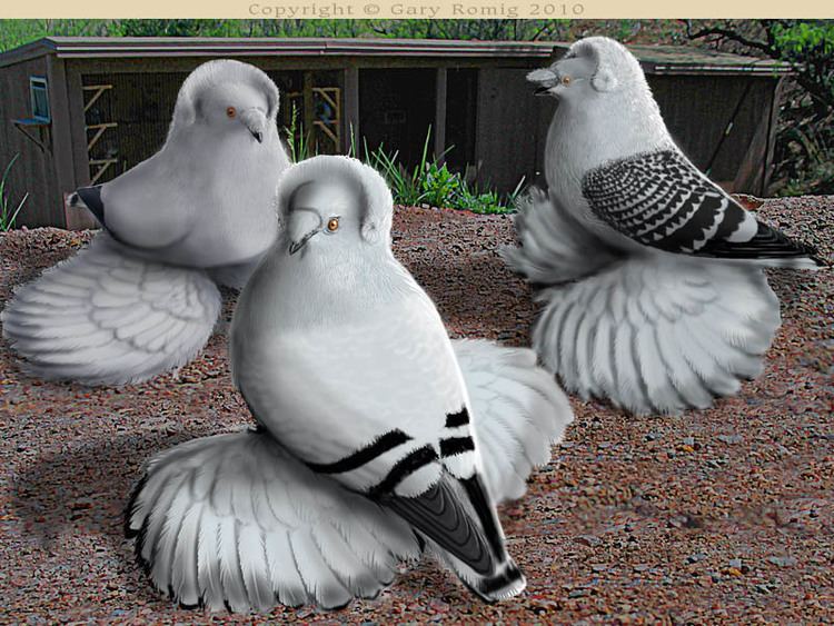 English Trumpeter Ice colored English Trumpeter Pigeons by Gary Romig
