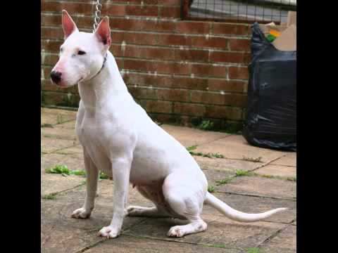 English White Terrier The Old White English Terrier is alive YouTube