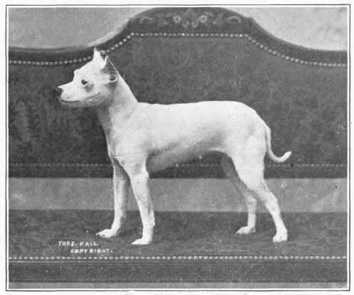 English White Terrier English white terrier Natural History