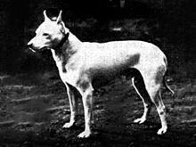 English White Terrier httpsuploadwikimediaorgwikipediacommonsthu