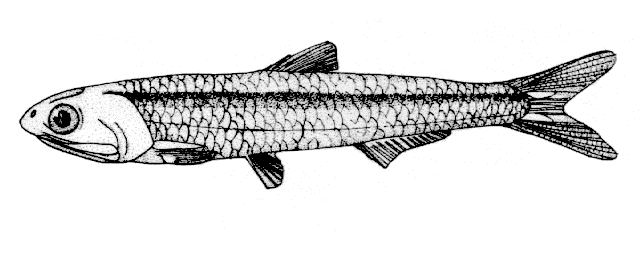 Engraulis Fish Identification