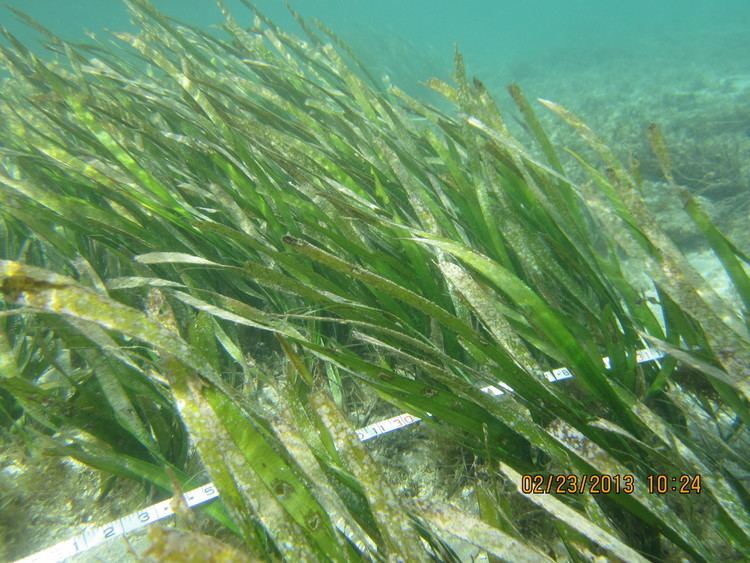 Enhalus Enhalus accroides sea grass Guam Community Coral Reef Monitoring