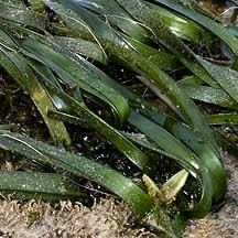 Enhalus Tape seagrass Enhalus acoroides on the Shores of Singapore