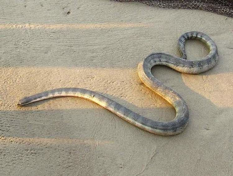 Enhydrina schistosa Hydrophis schistosus Beaked sea snake Enhydrina schistosa