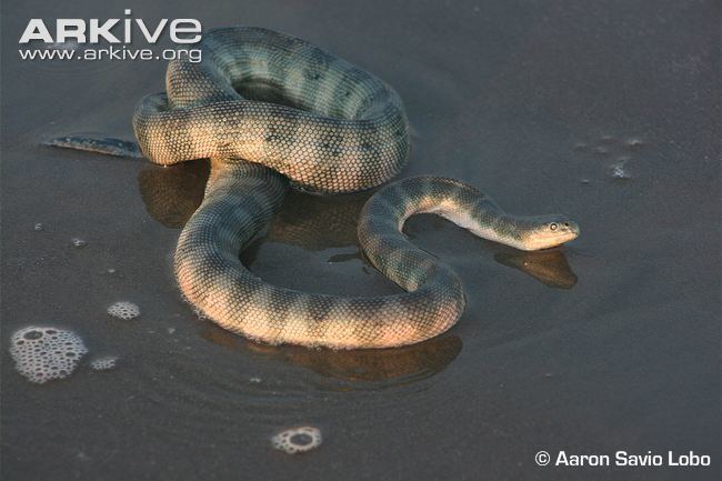 Enhydrina schistosa Beaked sea snake videos photos and facts Enhydrina schistosa ARKive