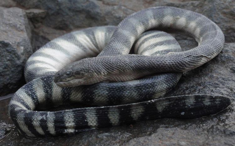 Enhydrina schistosa Sciency Thoughts A cryptic Sea Snake from Australia