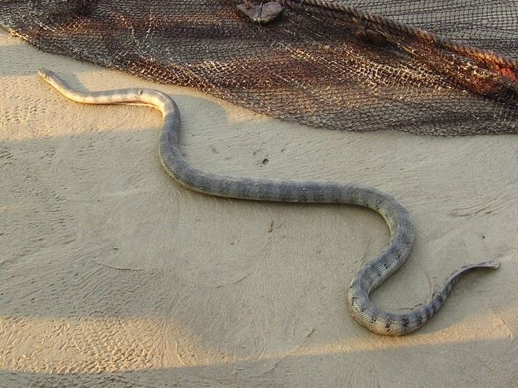 Enhydrina schistosa Hydrophis schistosus Beaked sea snake Enhydrina schistosa