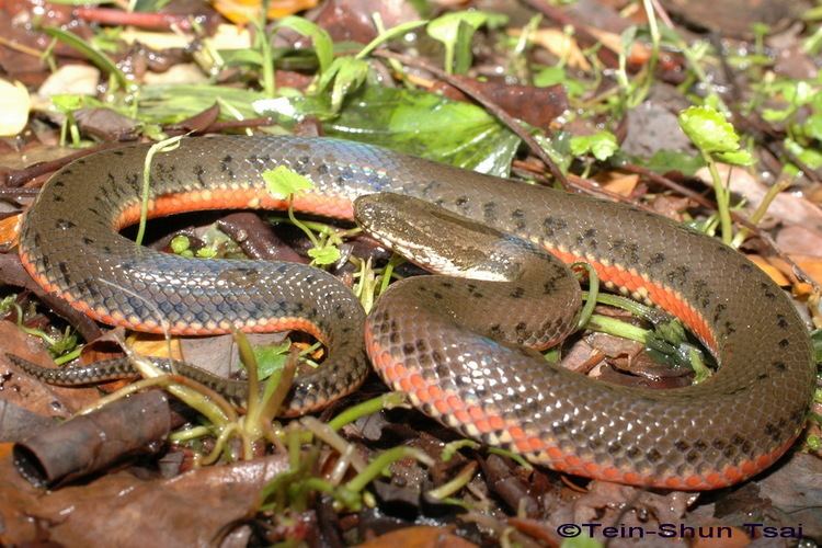 Enhydris Enhydris chinensis Chinese Water Snake