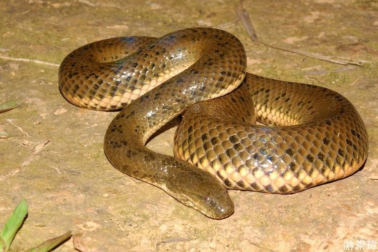 Enhydris Enhydris chinensis Chinese Water Snake