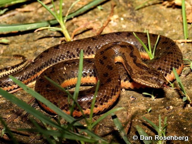 Enhydris Reptile of Hong Kong