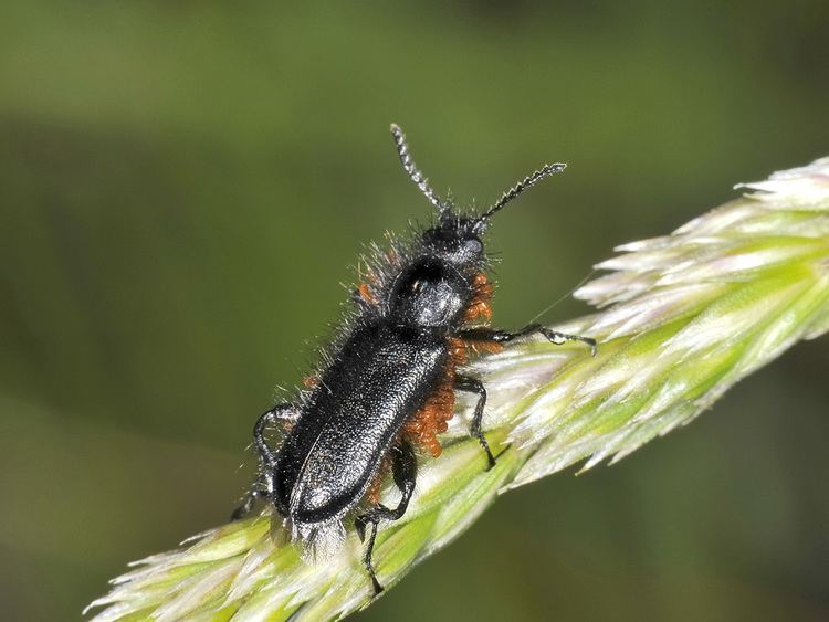 Enicopus Enicopus pilosus Dasytidae con triungulini Forum Natura