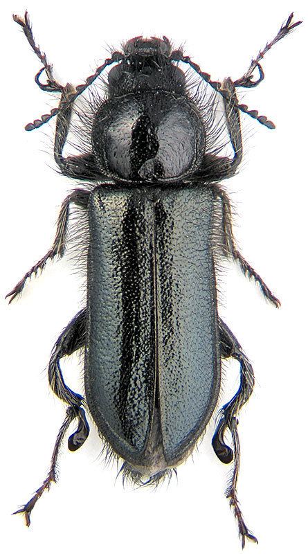 Enicopus Enicopus pilosus Scop 1763 Dasytidae
