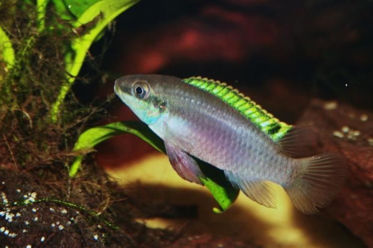 Enigmatochromis lucanusi Diaporama de Enigmatochromis lucanusi Association Aquariophilieorg