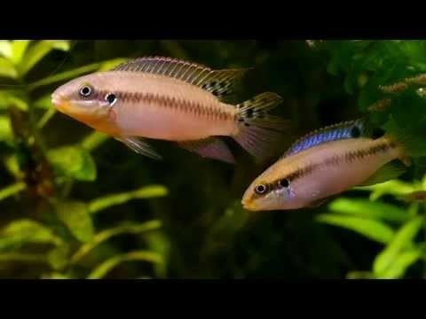 Enigmatochromis lucanusi Enigmatochromis lucanusi YouTube
