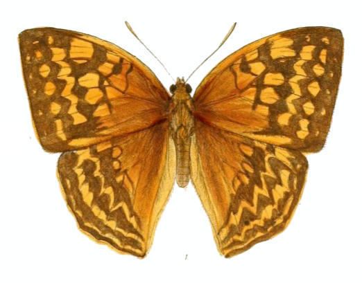 Enispe (butterfly)