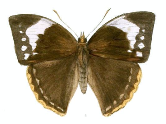 Enispe cycnus
