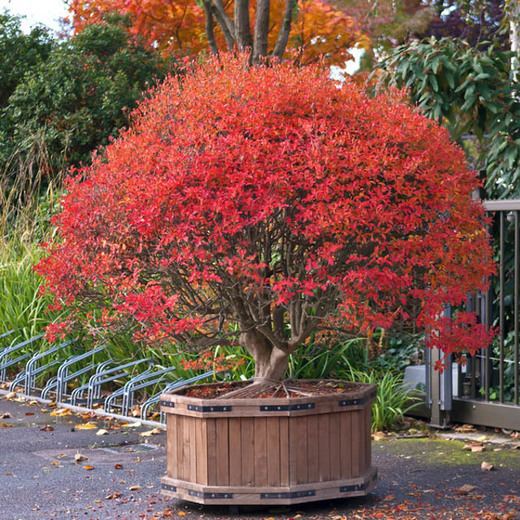 Enkianthus Enkianthus campanulatus Redvein Enkianthus