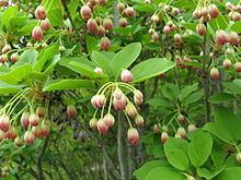 Enkianthus Enkianthus campanulatus Wikipedia