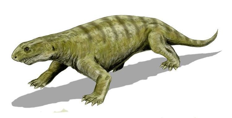 Ennatosaurus Ennatosaurus Wikipedia