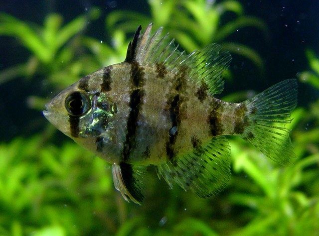 Enneacanthus chaetodon Enneacanthus chaetodon quotblackbanded sunfishquot North American Native