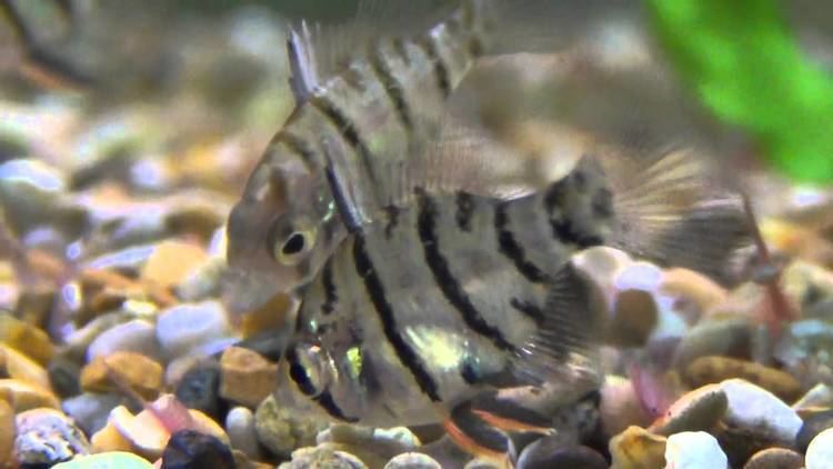 Enneacanthus chaetodon Black Banded Sunfish Enneacanthus chaetodon for sale at Tyne