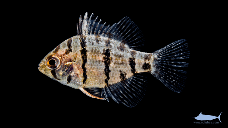 Enneacanthus chaetodon Enneacanthus chaetodon Fishes of North Carolina