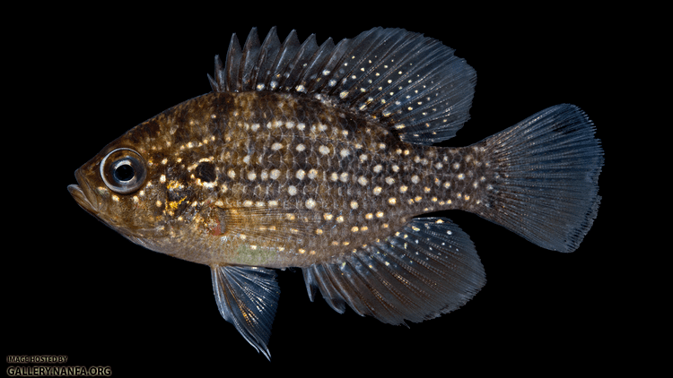 Enneacanthus gloriosus Bluespotted Sunfish Enneacanthus gloriosus