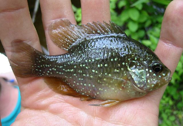 Enneacanthus gloriosus Enneacanthus gloriosus Bluespotted sunfish