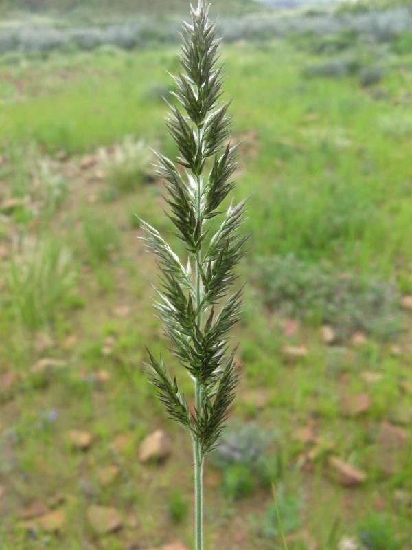 Enneapogon Kyffhuser flora Enneapogon cenchroides