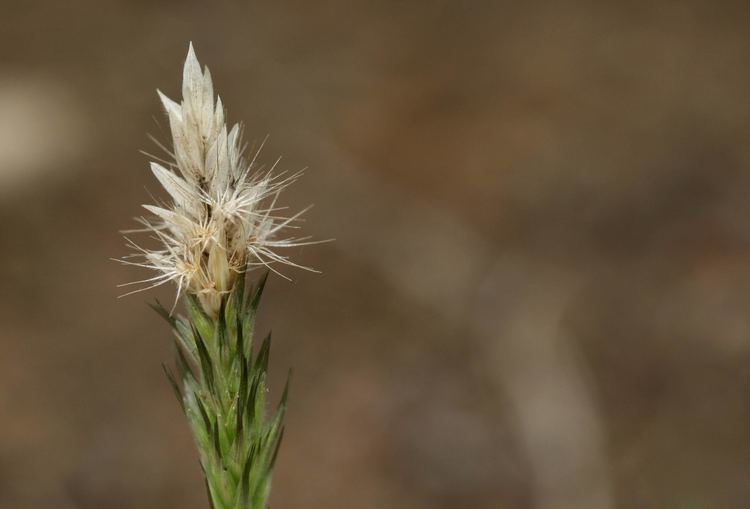 Enneapogon desvauxii Flora of Zimbabwe Species information individual images