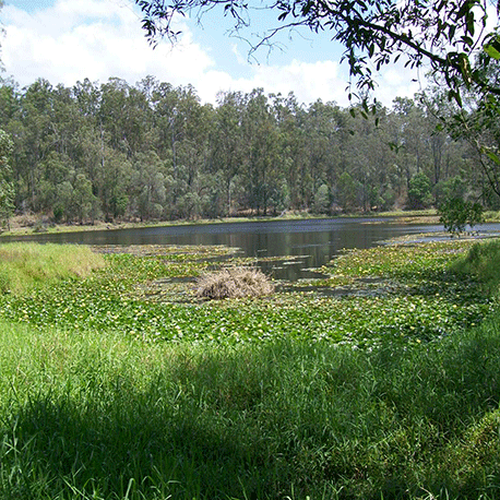 Enoggera Dam wwwseqwatercomausitesdefaultfilesdamimages