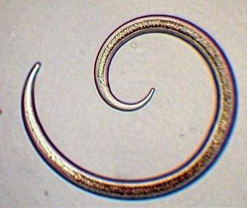 Enoplea Nematodes on emaze