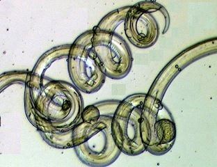 Enoplea Nematode on emaze