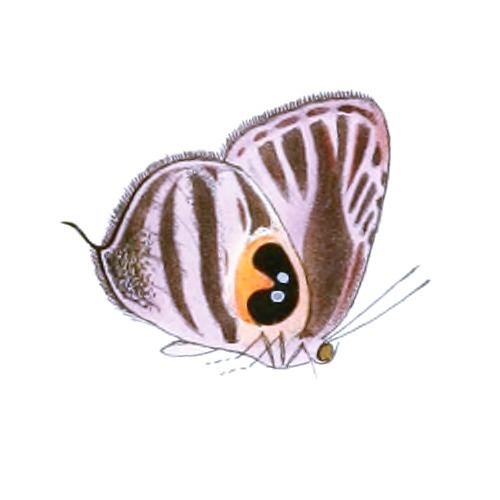 Enos (butterfly)