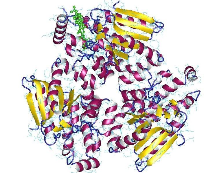 Enoyl CoA isomerase