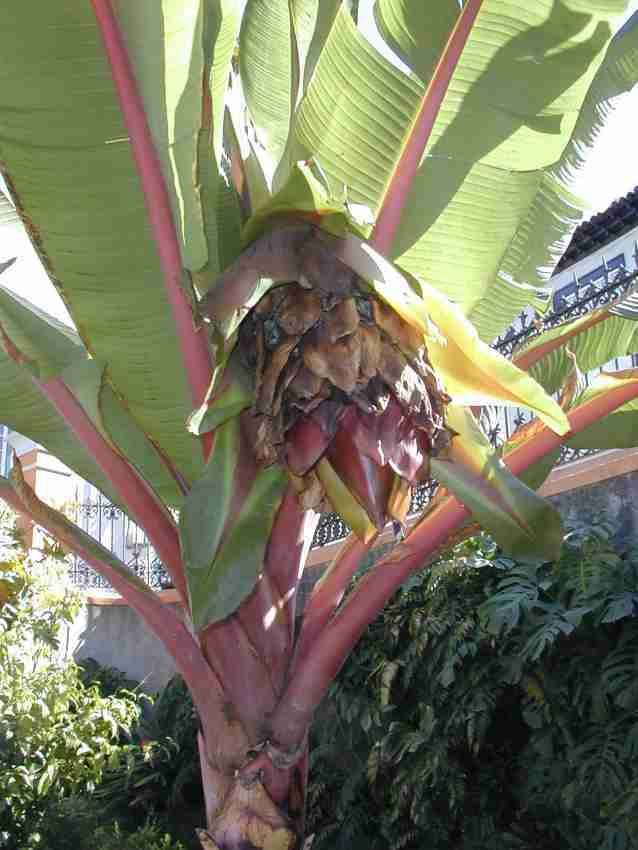Ensete Ensete ventricosum Abyssinian banana Musa ensete