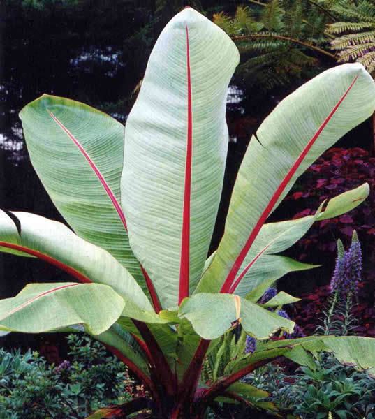 Ensete ventricosum wwwhardytropicalscoukpicturesLarge20Screen2