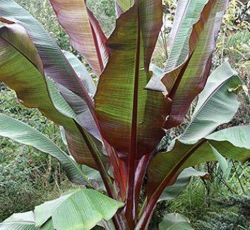 Ensete ventricosum Ensete ventricosum 39Maurelii39 Maurelii Red Abyssinian Banana