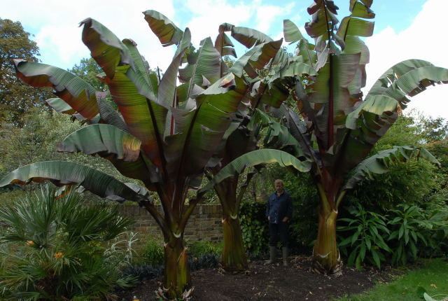 Ensete ventricosum Ensete Ventricosum