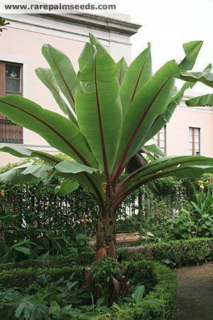 Ensete ventricosum Ensete ventricosum buy seeds at rarepalmseedscom