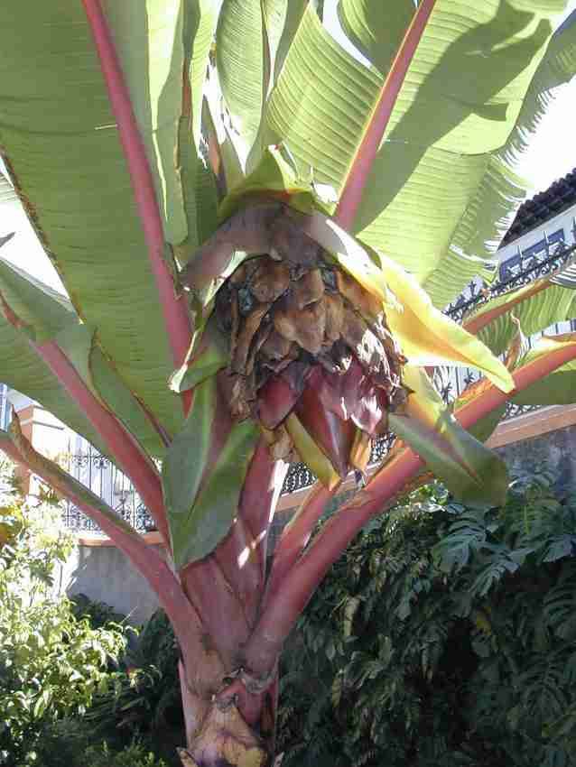 Ensete ventricosum Ensete ventricosum Abyssinian banana Musa ensete