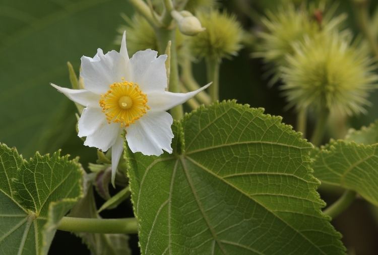 Entelea Entelea arborescens Wikiwand