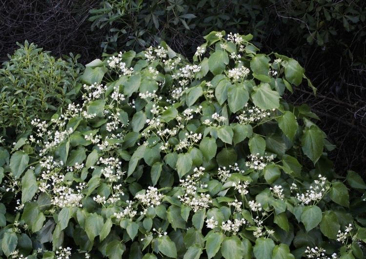 Entelea FileWhau tree Entelea arborescens in flower from abovejpg