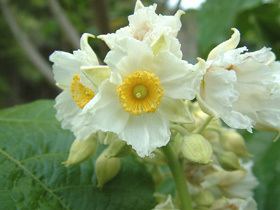 Entelea Entelea arborescens New Zealand Plant Conservation Network