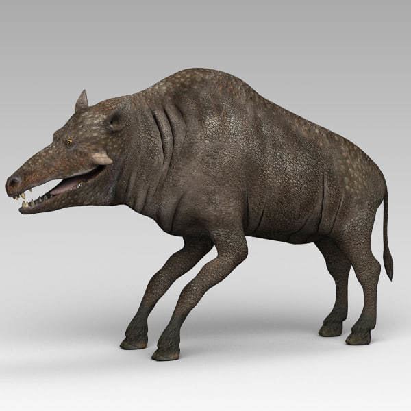 Entelodont entelodont pigs 3d model